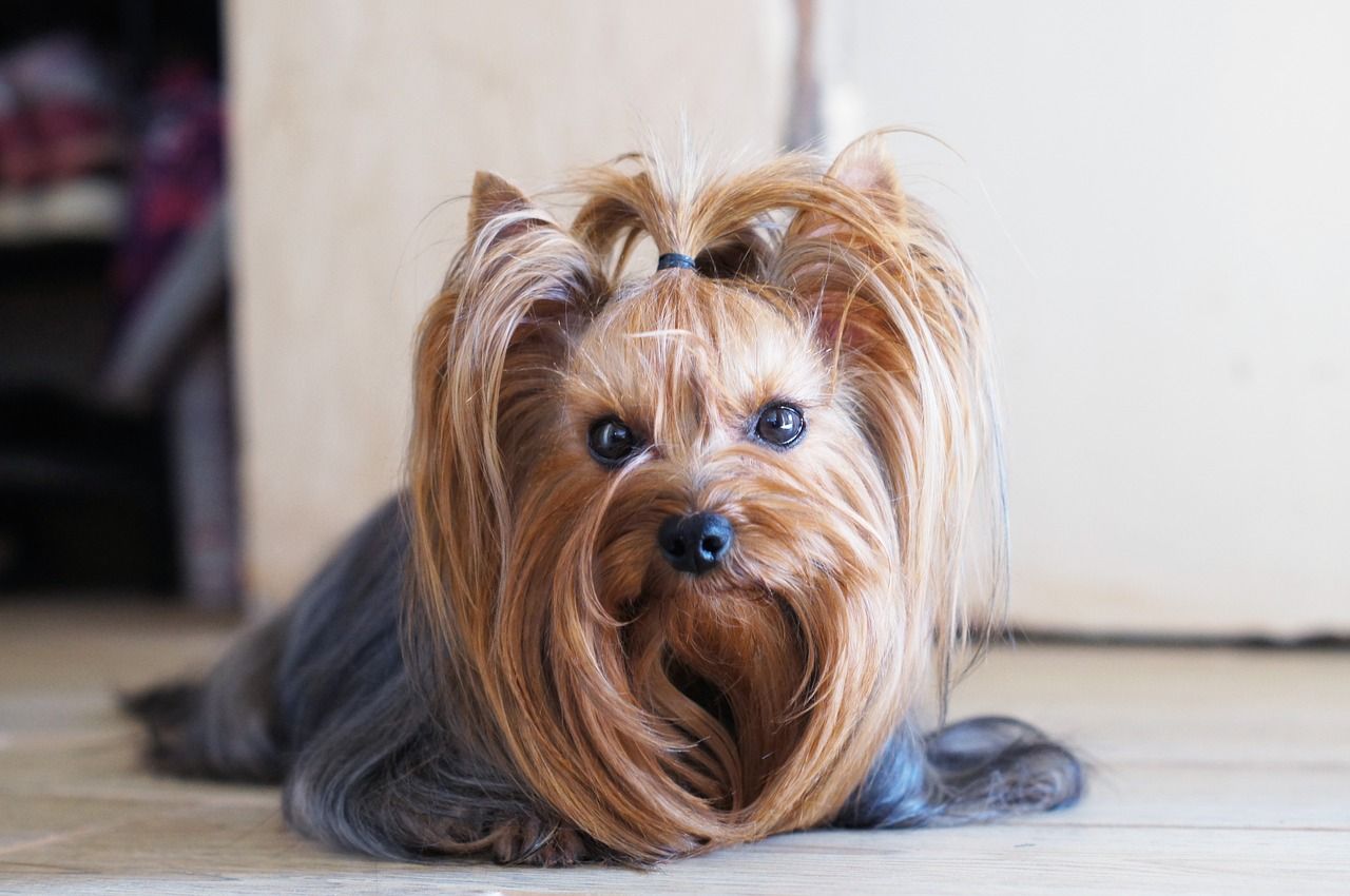 Pies u fryzjera – dlaczego to dobry pomysł?