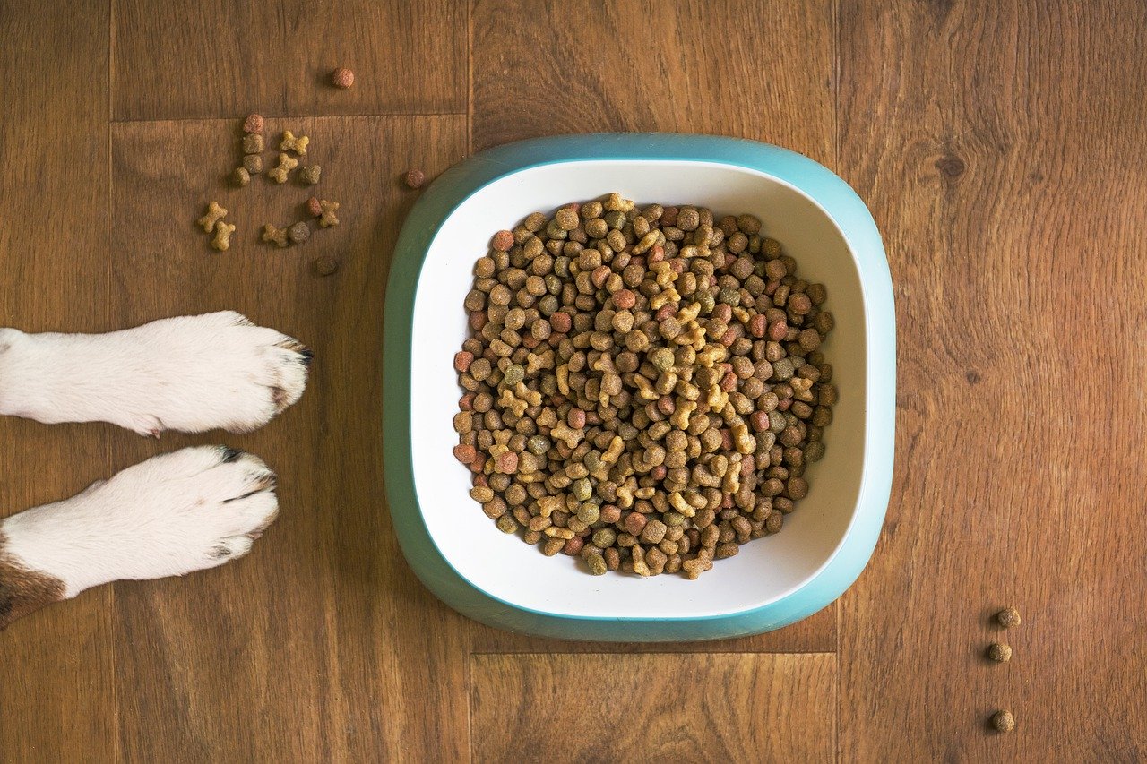 Alergie pokarmowe u psów – na co zwrócić uwagę podczas zakupu karmy?